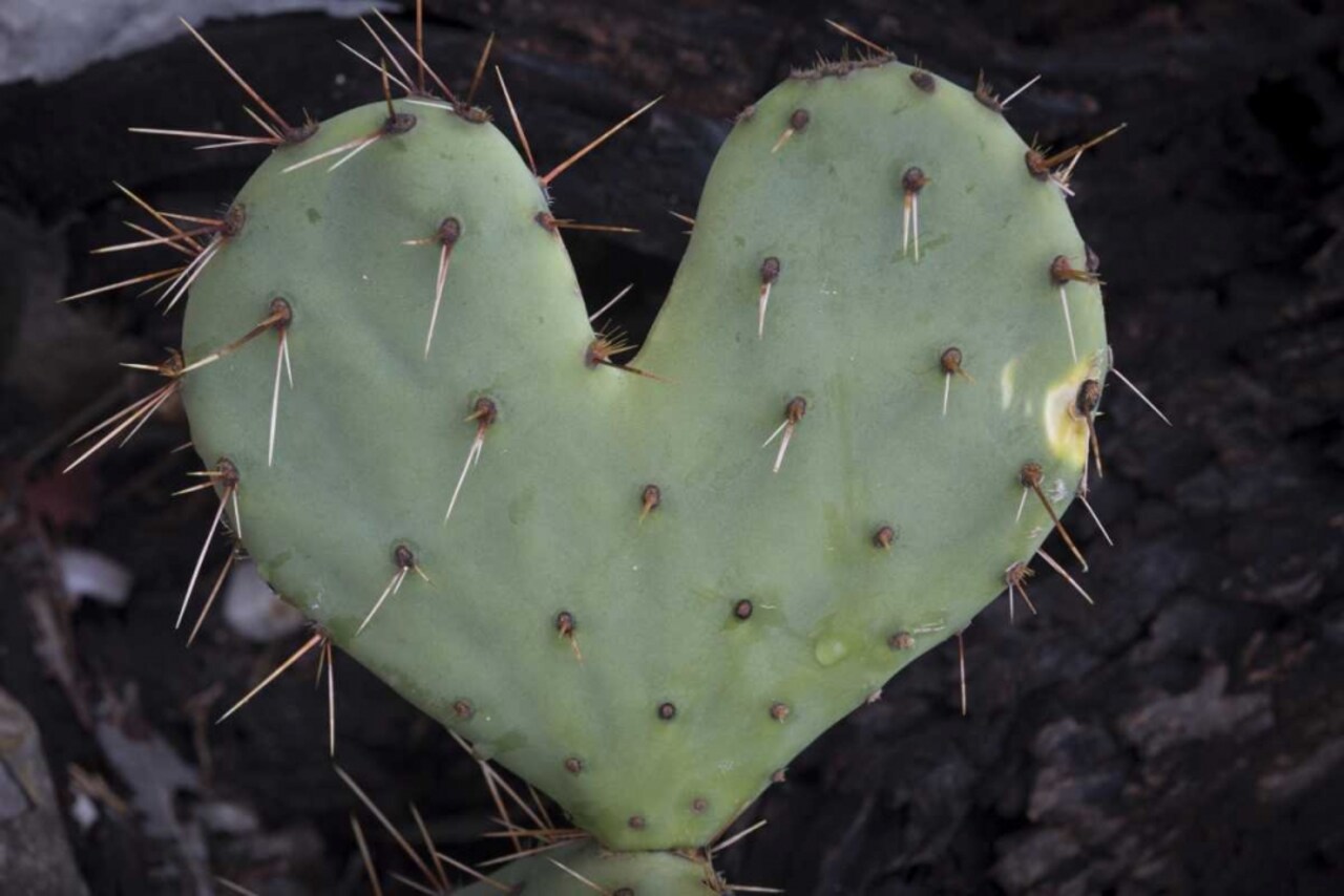 TX, Guadalupe Mountains NP Prickly-pear cactus by Don Paulson - Item # VARPDXUS44BJY0101